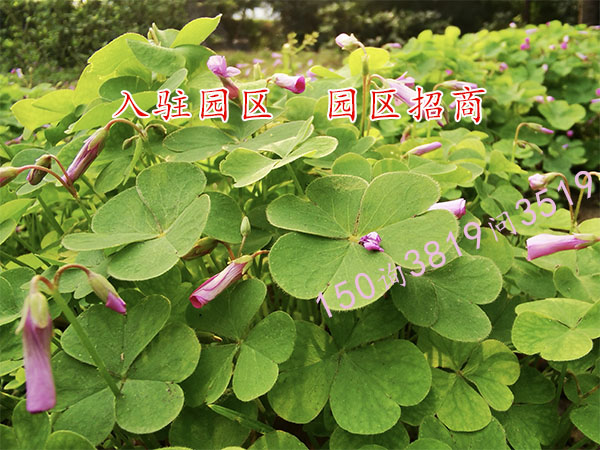 有限公司入驻-04.jpg